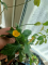 Дамиана Растение (Turnera diffusa) – семена и растение