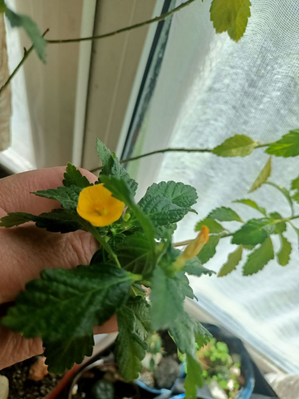 Дамиана Растение (Turnera diffusa) – семена и растение