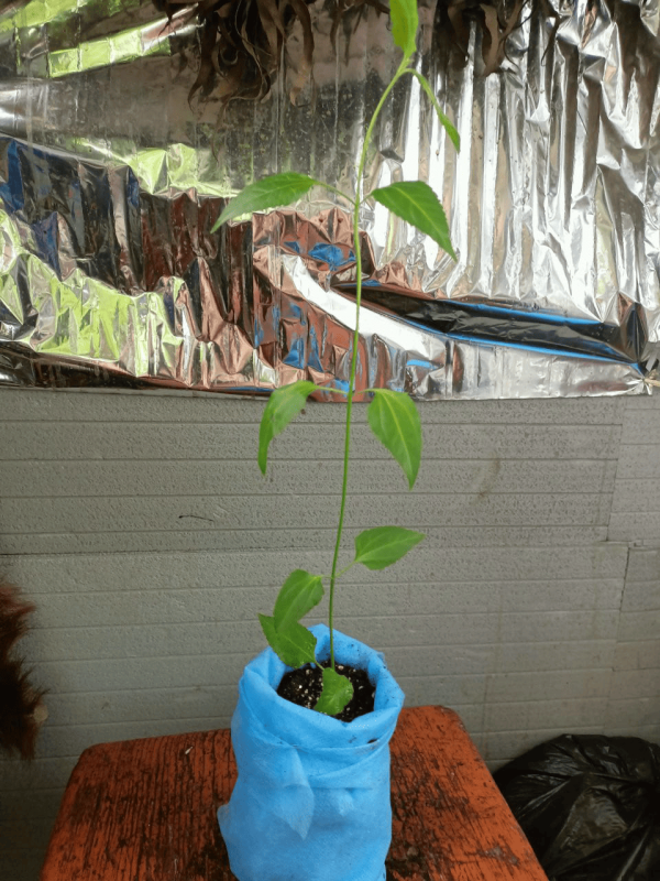Калея Закатечичи растение в горшке (Calea zacatechichi, Calea ternifolia)