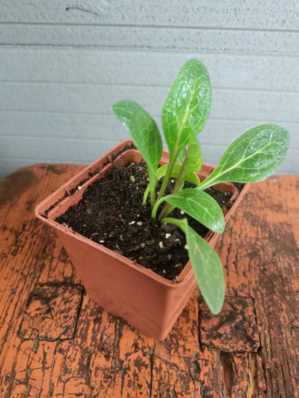 Мандрагора рослина лікарська (Mandragora) Насіння та Рослина