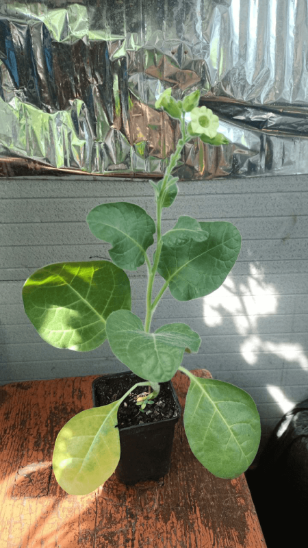 Перуанський Мапачо (Nicotiana rustica) Насіння та Рослина у горщику